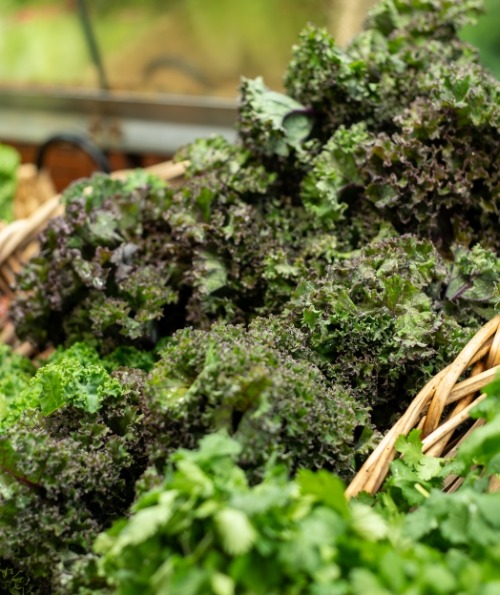 A vibrant display of fresh organic produce at Nature's Oasis in Durango, Colorado.